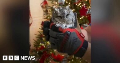 Baby owl found living in family Christmas tree