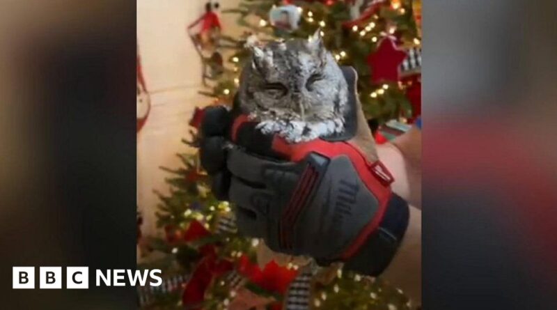 Baby owl found living in family Christmas tree