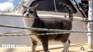 Cat makes history in Sydney to Hobart yacht race