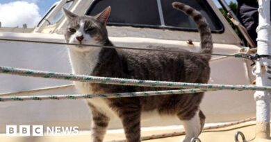 Cat makes history in Sydney to Hobart yacht race