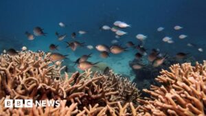 Coral islands in Australia at risk of disappearing