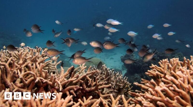 Coral islands in Australia at risk of disappearing