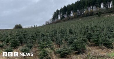 France split over environmental effects of Christmas trees