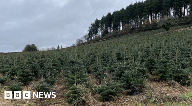 France split over environmental effects of Christmas trees