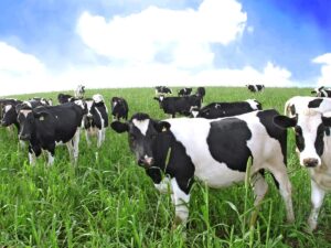 In the fight against Methane, a key GHG, Valley investors have hit upon an unusual target: Cow burps | TechCrunch