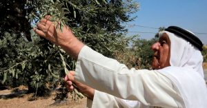 Jordan's mission to save its ancient olive trees