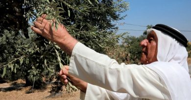 Jordan's mission to save its ancient olive trees