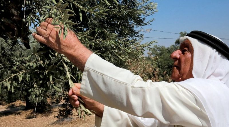 Jordan's mission to save its ancient olive trees