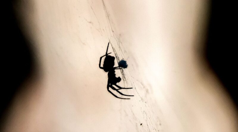 No, spiders don't want to mate with your viral body butter | TechCrunch