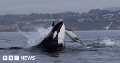 Rare video shows killer whale teaching its baby to hunt