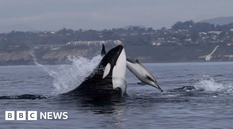 Rare video shows killer whale teaching its baby to hunt