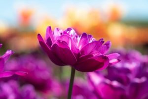 Religion of Peace: Exploring Islam’s Teachings on Kindness