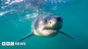 South Africa's shark spotters back in action as great whites return
