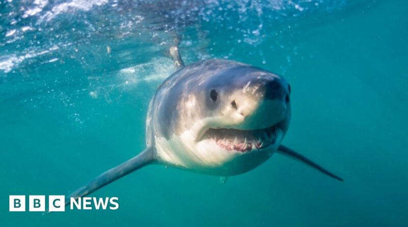 South Africa's shark spotters back in action as great whites return