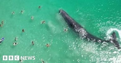 Swimmers approach whale 'dangerously close' to shore