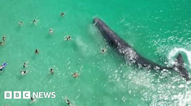 Swimmers approach whale 'dangerously close' to shore