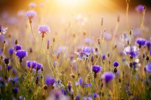 The Beautiful Virtues of Surah Al-Falaq