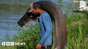 The fish that eats piranhas for breakfast