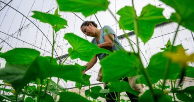 Volunteers help Arab-Israeli farmers amid Gaza war