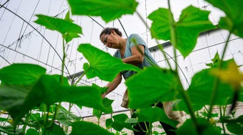 Volunteers help Arab-Israeli farmers amid Gaza war