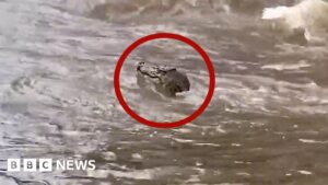 Watch: Crocodile swimming in Australia floods captured