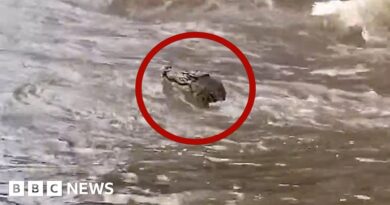 Watch: Crocodile swimming in Australia floods captured