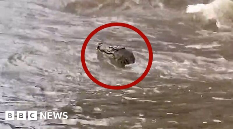 Watch: Crocodile swimming in Australia floods captured