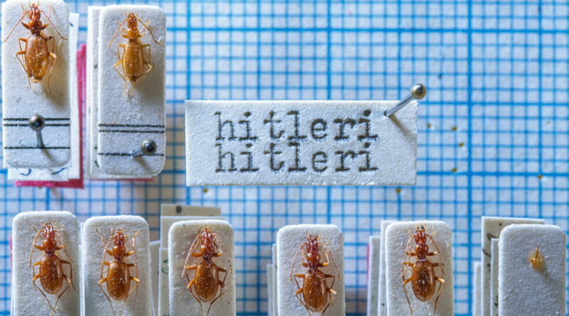 What to Do With a Bug Named Hitler?