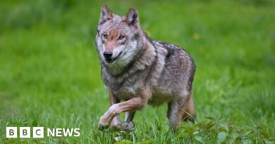 Wolves win against farmers as Swiss cull put on hold