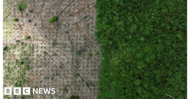 Amazon rainforest: Deforestation rate halved in 2023