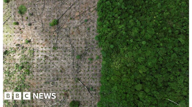 Amazon rainforest: Deforestation rate halved in 2023