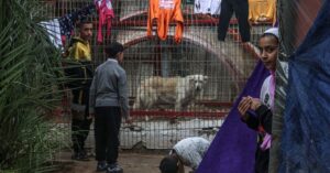 Animals go hungry at war-torn Gaza zoo