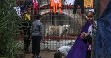 Animals go hungry at war-torn Gaza zoo