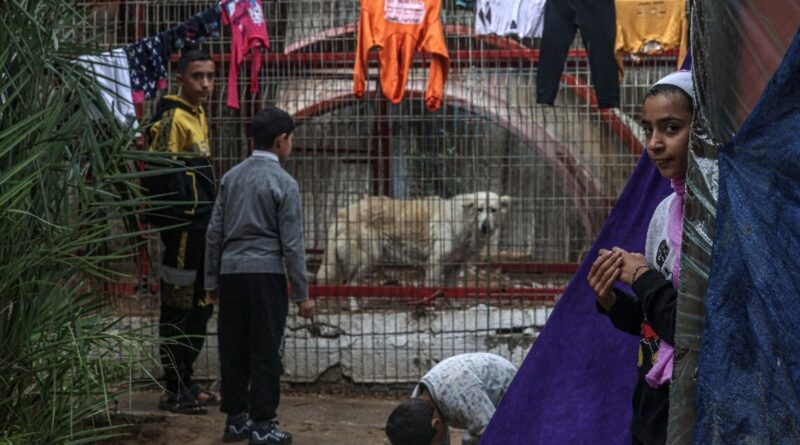 Animals go hungry at war-torn Gaza zoo