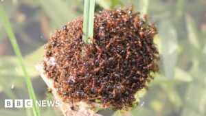Australia floods: Deadly fire ants form 'flood rafts' to spread