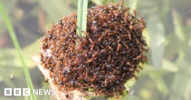 Australia floods: Deadly fire ants form 'flood rafts' to spread