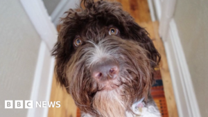 Dog enjoys priciest meal of his life - $4,000 cash
