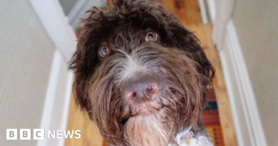 Dog enjoys priciest meal of his life - $4,000 cash