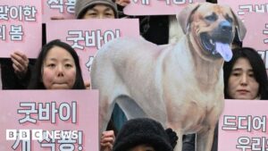 Dog meat: Why is it a sensitive topic in South Korea?