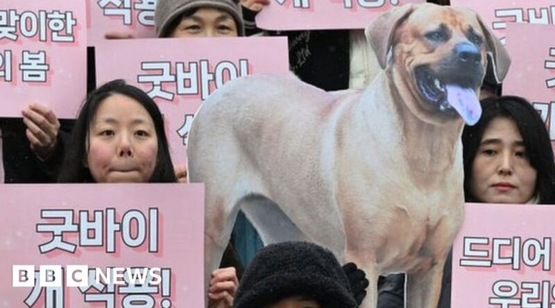 Dog meat: Why is it a sensitive topic in South Korea?