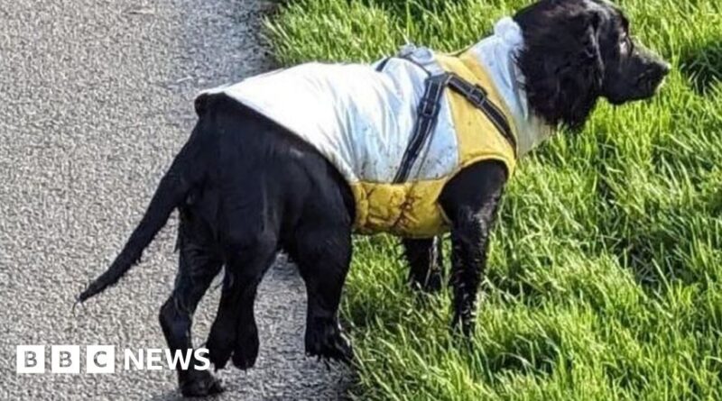 Dog with six legs has operation to remove extra limbs