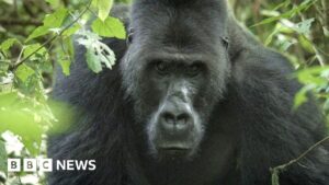 Earning the trust of a 40-stone silverback gorilla