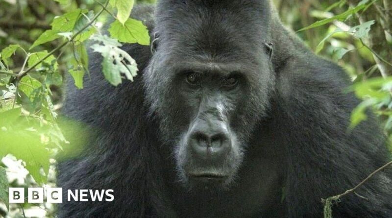 Earning the trust of a 40-stone silverback gorilla