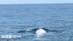 Extremely rare white whale sighted off Thailand