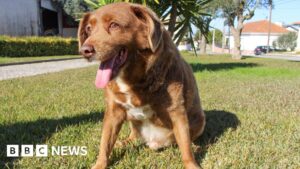 Guinness World Records reviews 'world's oldest dog' title