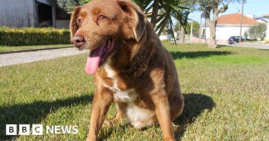 Guinness World Records reviews 'world's oldest dog' title