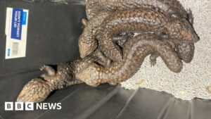 Hundreds of lizards seized in Australia police bust