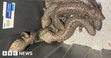 Hundreds of lizards seized in Australia police bust