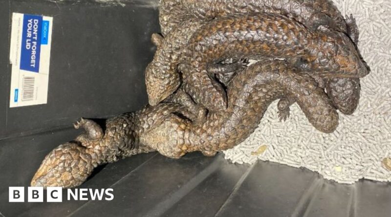 Hundreds of lizards seized in Australia police bust