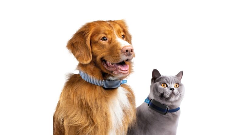 Invoxia has a new smart collar suitable for both cats and dogs | TechCrunch